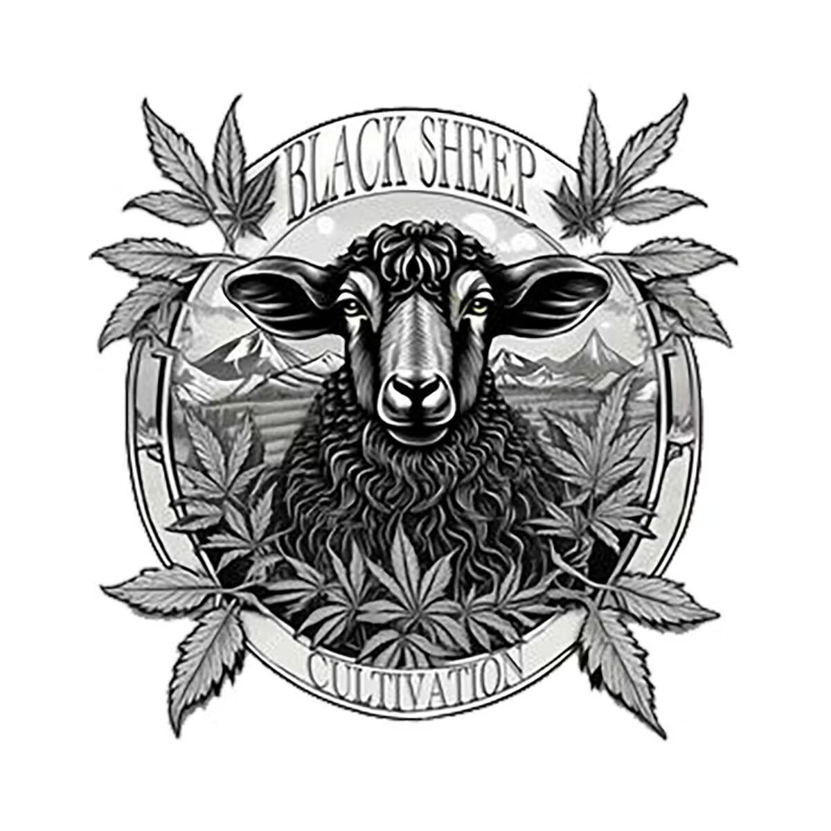 Black Sheep Cultivation
