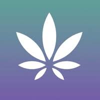 1:1 Balm (50mg CBD/50mg THC) - Balm