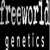 Polar Plunge Clone Sativa Hybrid