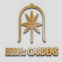 Mango Mimosa - Cartridge